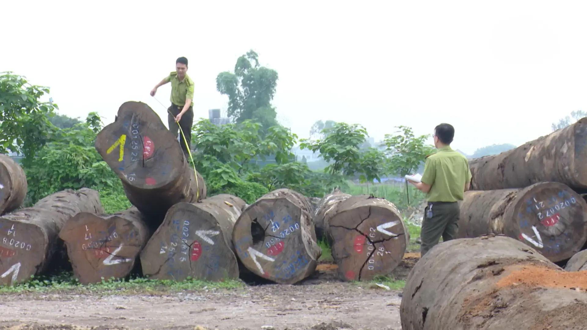 Kiểm soát kinh doanh lâm sản | Tạp chí Kiểm lâm | 29/11/2025